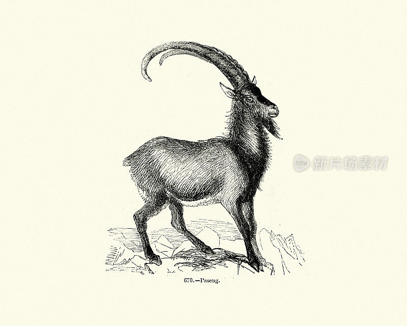 bezoar ibex (Capra aegagrus)或pa锌